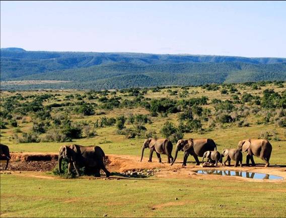 Africa Nature Animals (14)
